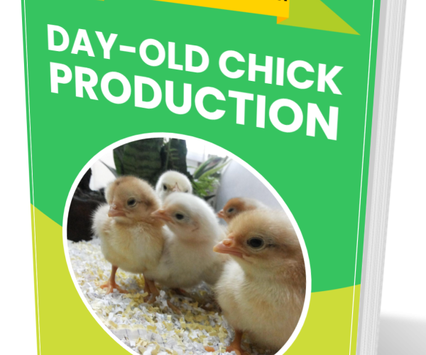 Production of Day-old Chick